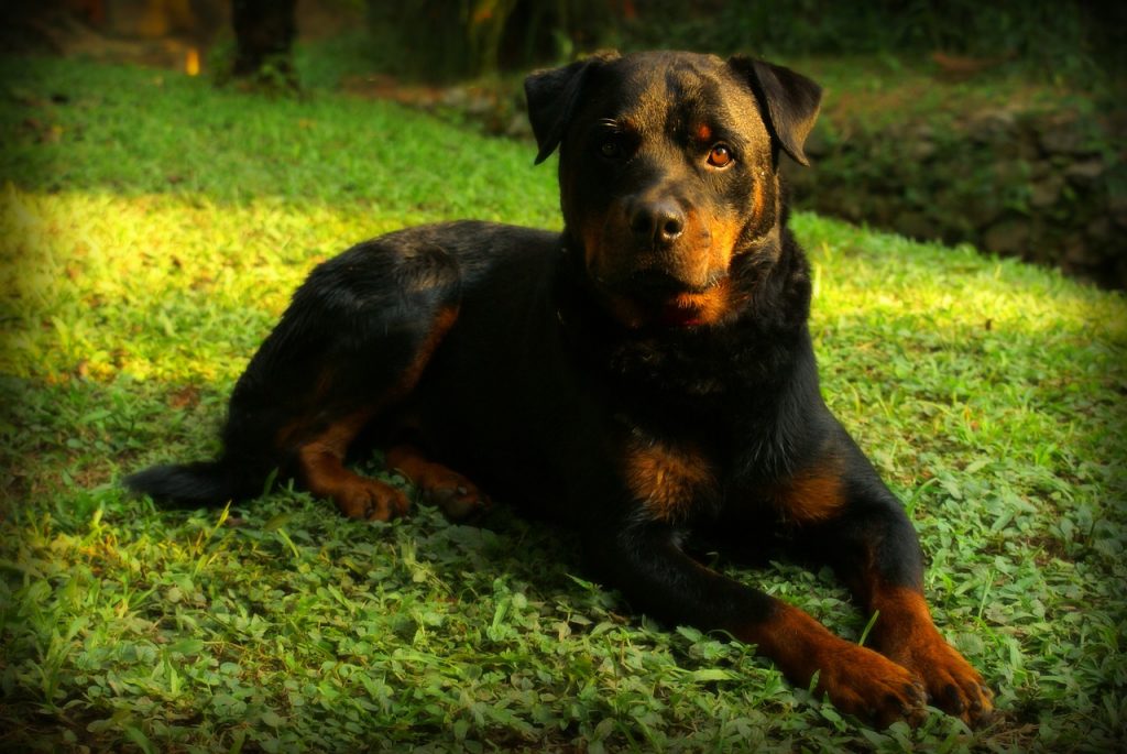 son rottweilers tranquilos